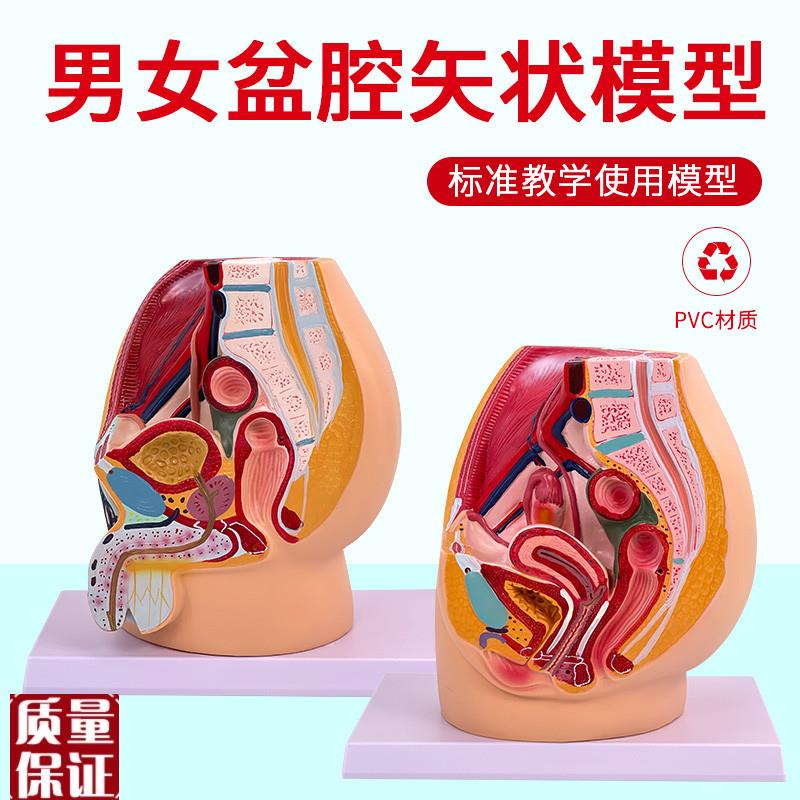 教学仿真女盆腔模型女性泌尿生殖系统标本N正中矢状切人体解剖医