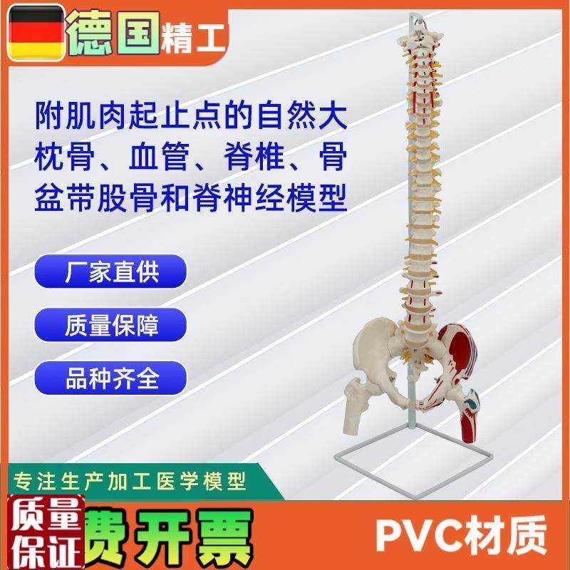 附肌肉起止点的i自然大枕骨血管脊椎骨盆带股骨和脊神经模