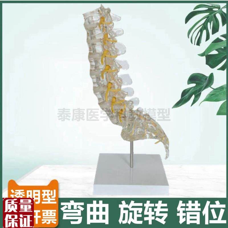 腰椎功能a演示脊椎错位旋转侧弯活动椎间盘透明脊柱瑜伽小针刀康