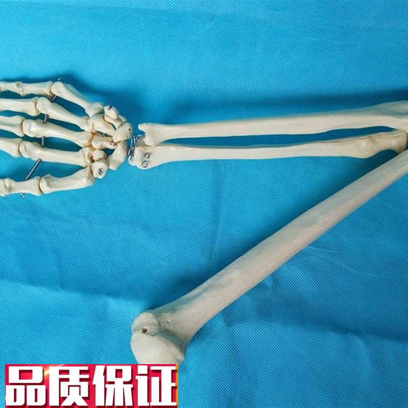 包邮人体标准上肢骨模型y肘关节尺骨桡骨正骨讲解展示