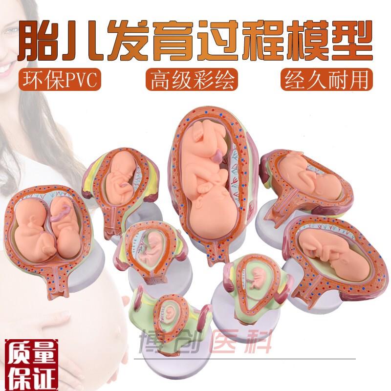 计划生育a展示模型妊娠模型妊娠胚胎发育模型胎儿发育模型包