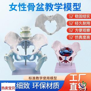 可活动女n性骨盆标本模型髂骨坐骨耻骨产后康复盆底肌教学演示模