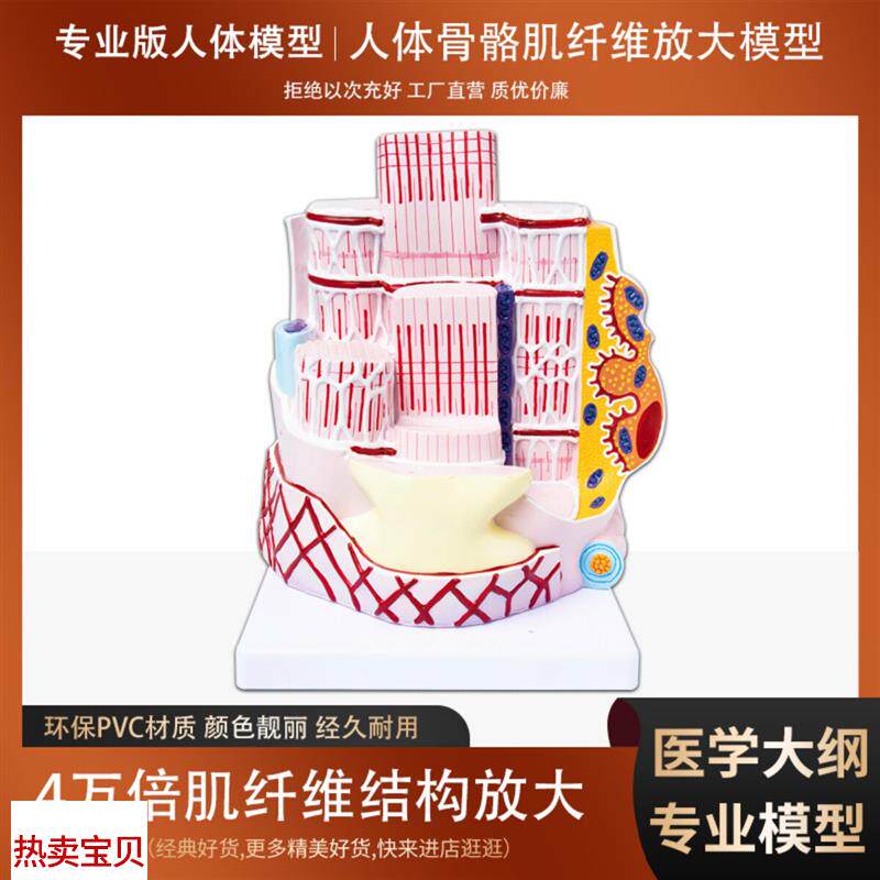 人体器官解剖模型骨骼肌肉纤维放C大结构模型医院学校教学演示教