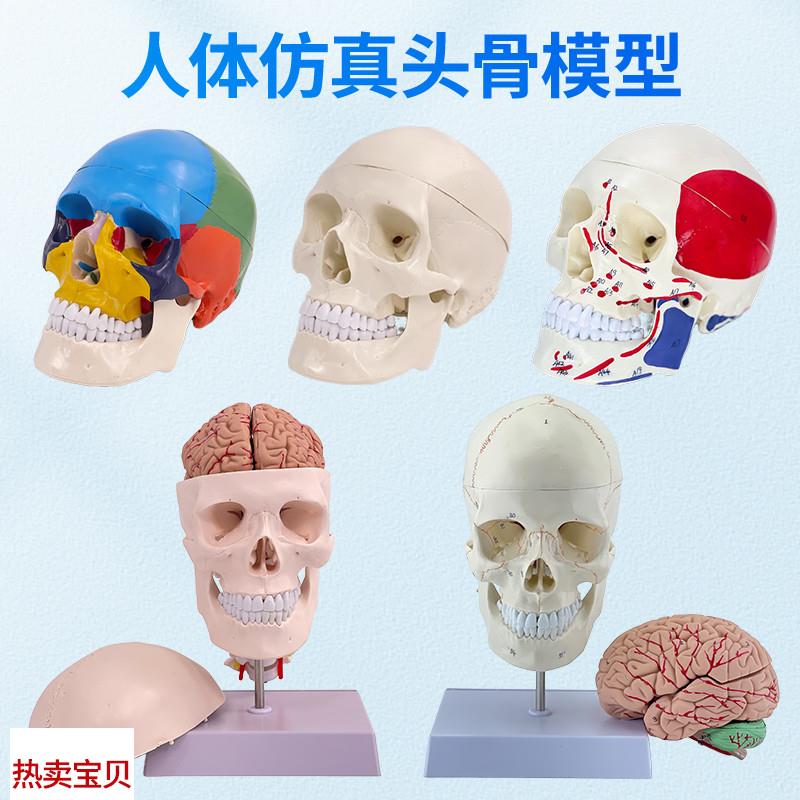 11医学仿真人k体头骨模型成人头颅骨解剖数字编码标识骷髅标本