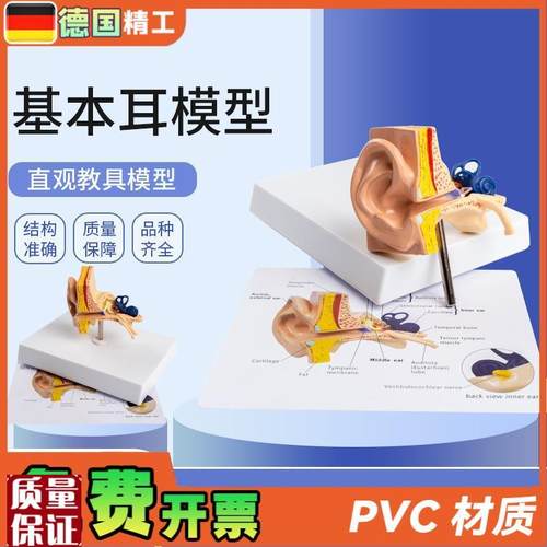 德国】基本耳模型桌上型人体耳C朵解剖模型耳模型内耳部听觉教