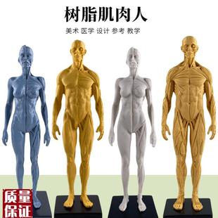 30cm艺用人体模型肌肉骨骼解剖人体G结构美术模型CG绘画雕塑教