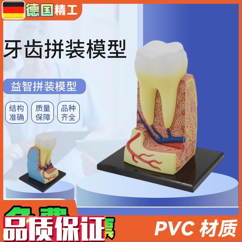 德国】拼装玩具人体牙齿拼装模型器官解剖模型医学U教学DIY科教