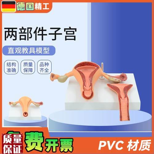 德国】仿真医学用女性内生殖系统子宫卵巢M解剖模型妇科产科计生