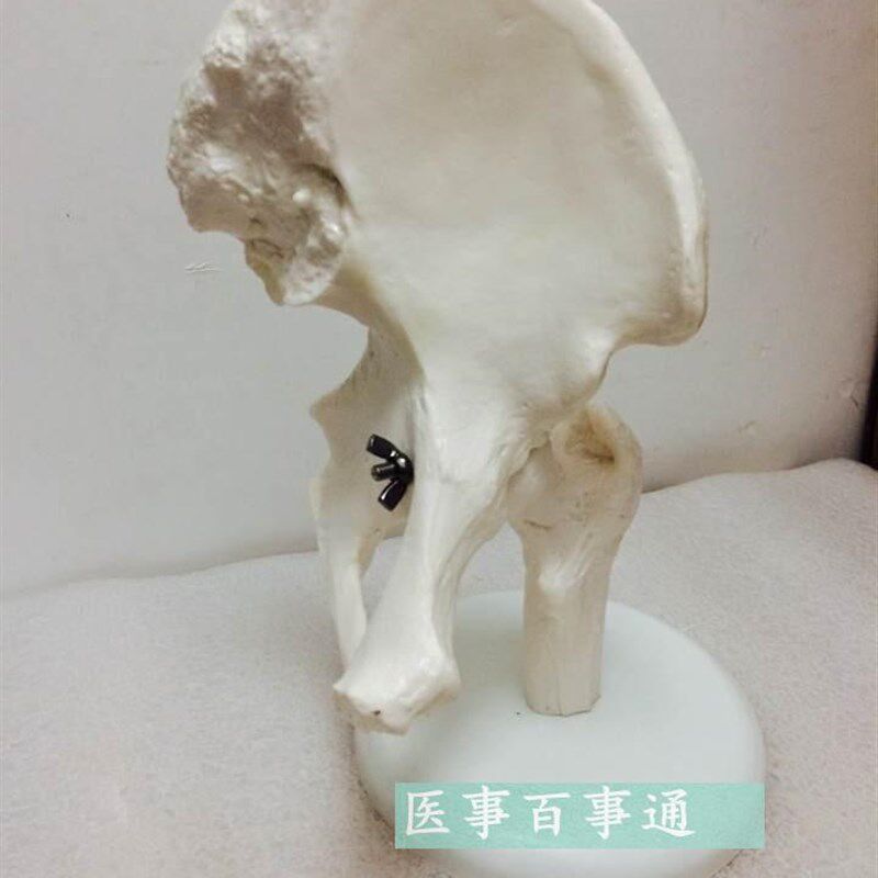 特价 髋关节骨骼模型 骨骼 骨架模型 教学Q模型 医用人体标本