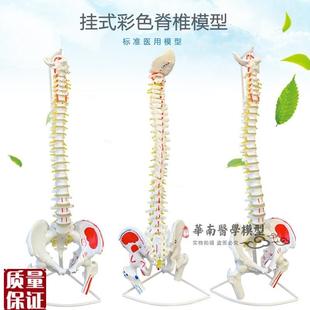医用人体脊柱模型人体骨骼大脊椎成人1:1O带颈椎胸椎尾椎椎骨骨