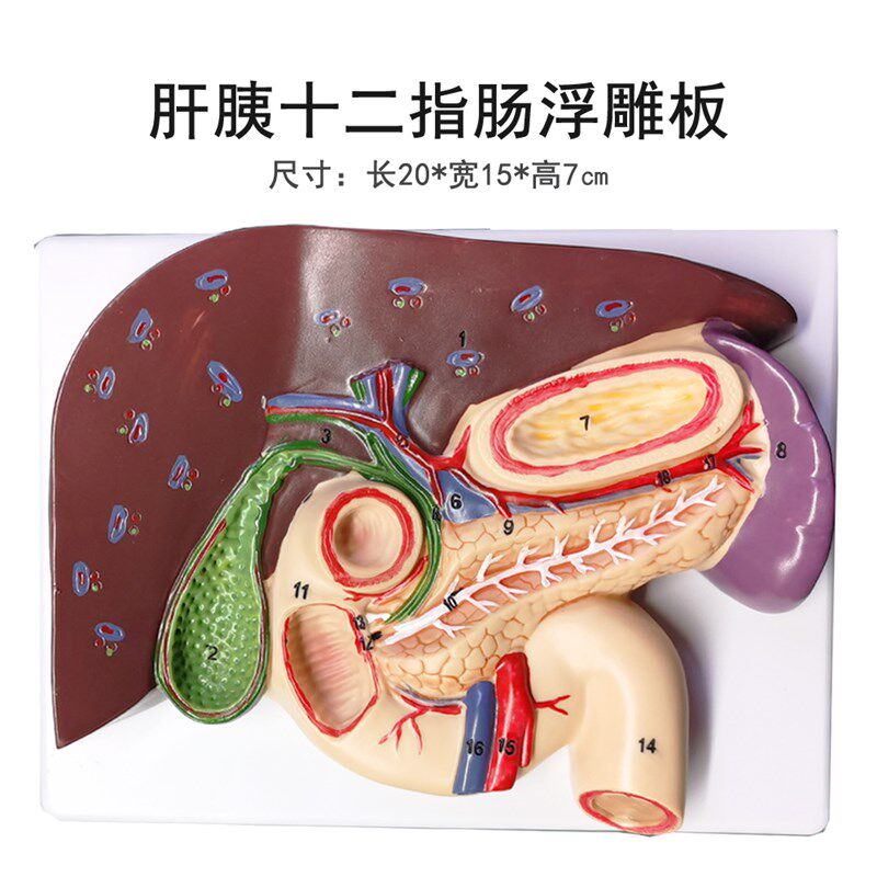 肝胆胰十二指g肠胃结构模型 消化科医学  胰腺十二指肠模型 浮雕