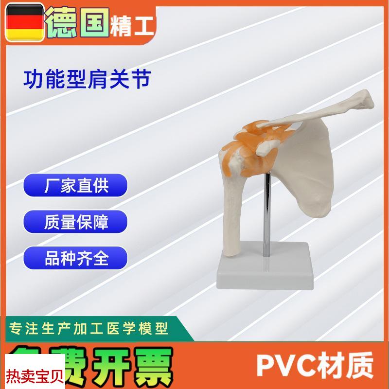 功能型肩关节模x型人体关节教学模型