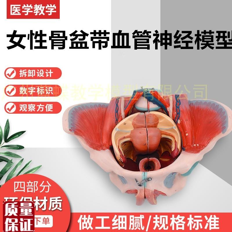 女性人体b骨盆附生殖器官血管神经肌肉解剖分娩演示教学盆底肌模