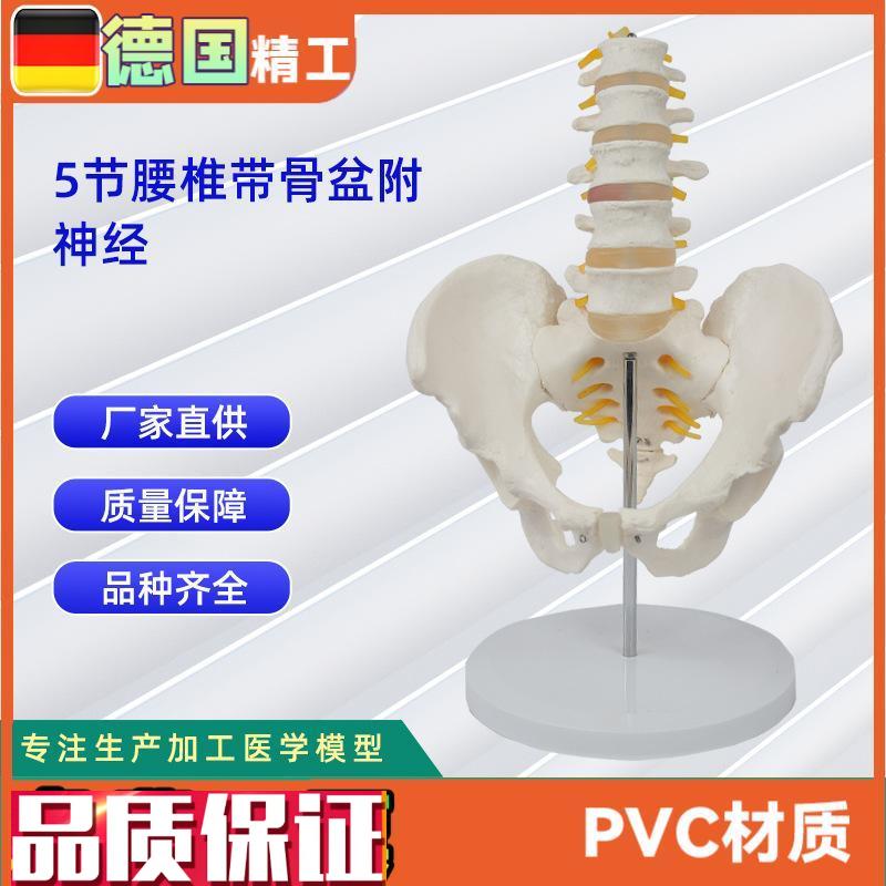 5节腰椎带骨盆附神经仿真H人体腰椎教学展示模型