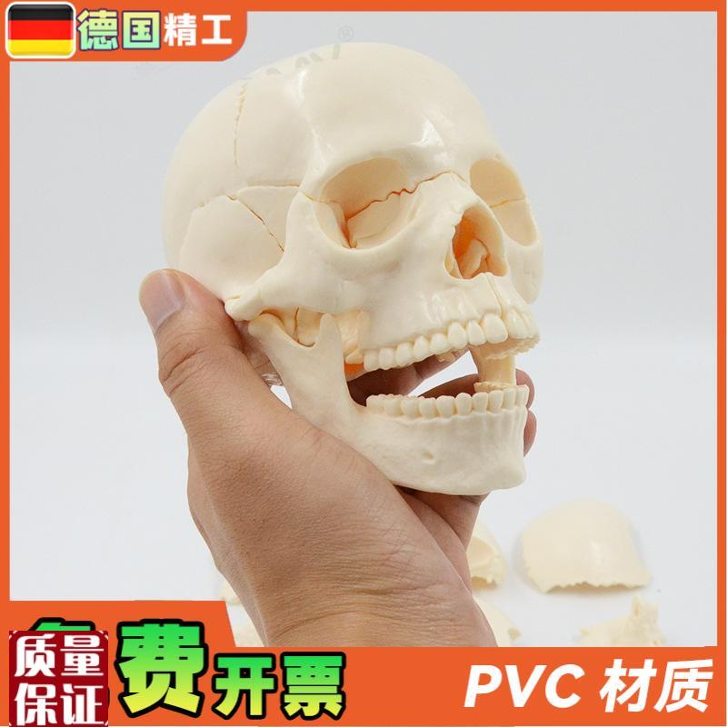 德国】小型可拆白色头骨模型15部件中英文说明书.人体头颅骨