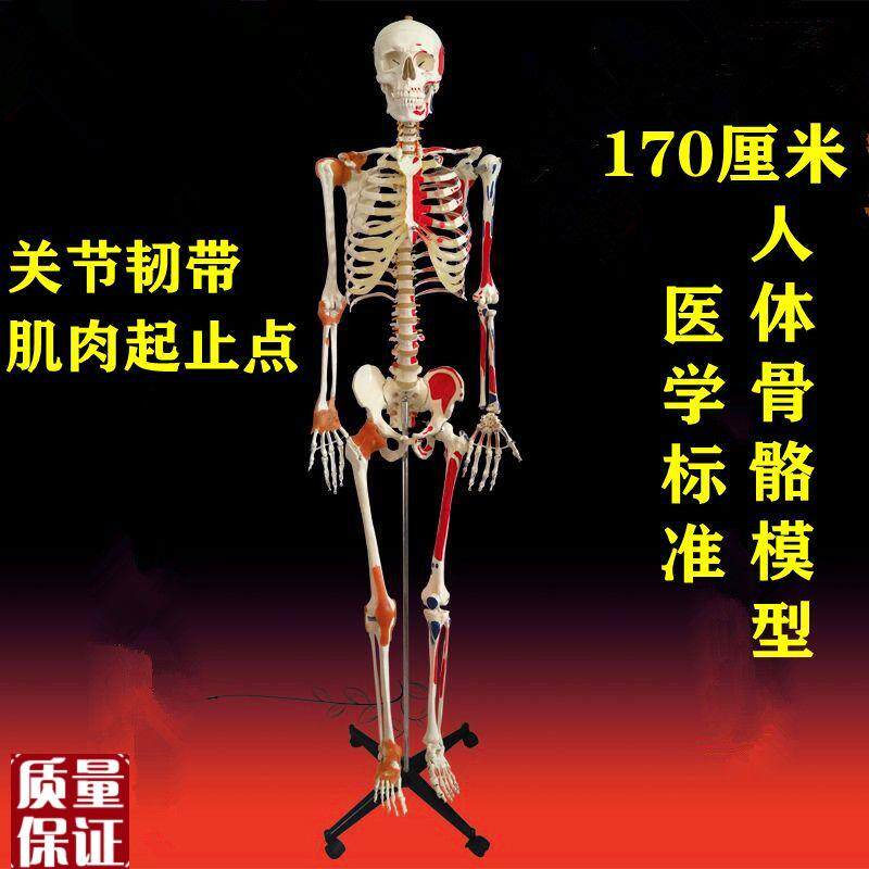 人体骨骼模型170厘米仿真骨架B肌肉起止点标识四肢关节韧带可弯