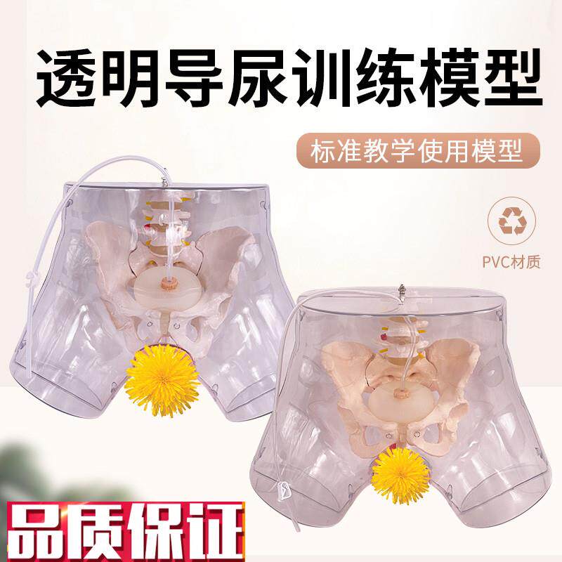 高级男女性透明导尿模型医学用导F尿术操作模特下半身护理人体
