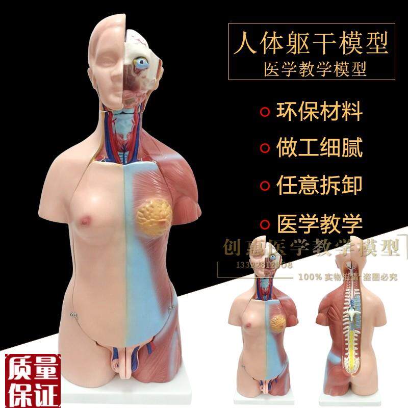 55cma两性人体躯干模型人体解剖模型医用教学人体标本包