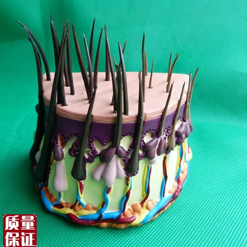 人体毛发解剖放大模型头发成长过程毛囊放Q大皮肤模型皮肤放