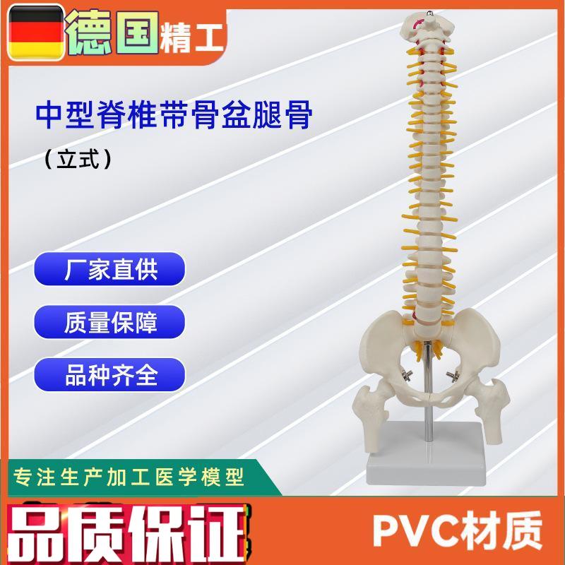中型脊椎带骨盆腿骨模型立式人体T脊椎教学模型