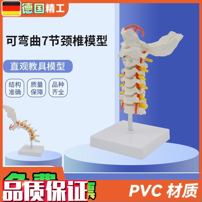 德国】可弯曲7节颈椎模型PVCD材质人体骨骼骨架模型颈椎模具