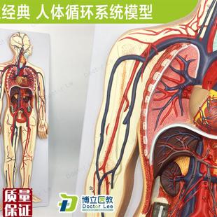 专业教学人体血液循环系统模型体肺循K环心血管介入心脏解剖模