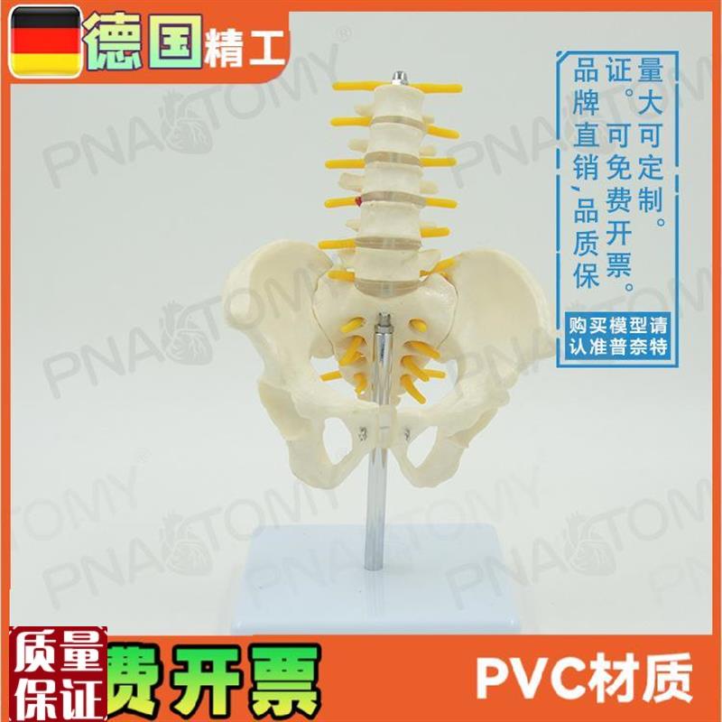 小型5节腰椎带骨盆脊r神经骨骼模型教学妇产科骨科疼痛科标