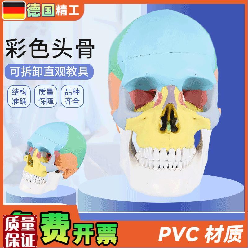 德国标准头骨h教学模型头颅骨标本模型美术艺用彩色头颅头骨骷