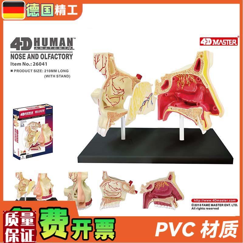 德国】4DMASTER鼻腔v解剖模型DIY拼装科普玩具人体器官教学道