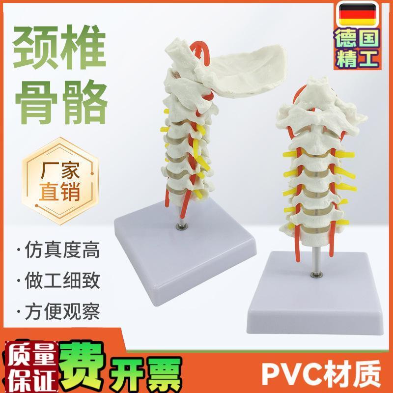 人体颈椎带颈g动脉模型神经后枕骨椎间盘颈椎模型脊柱脊椎模