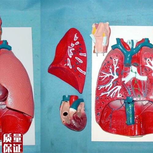 人体喉心肺解剖模型呼吸系统模D型耳鼻喉科心内肺解剖教学模