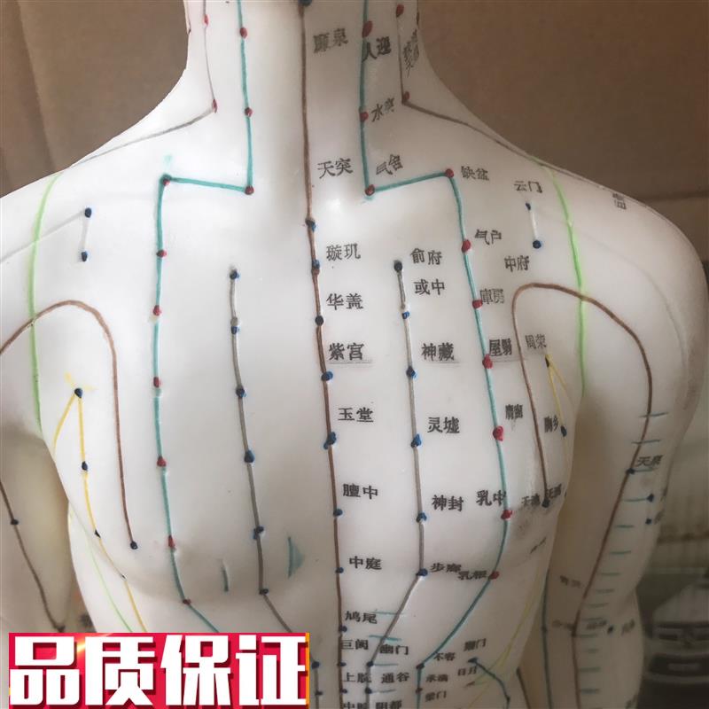 自然大人c体针灸模型178CM自然大人体针灸模型178CM