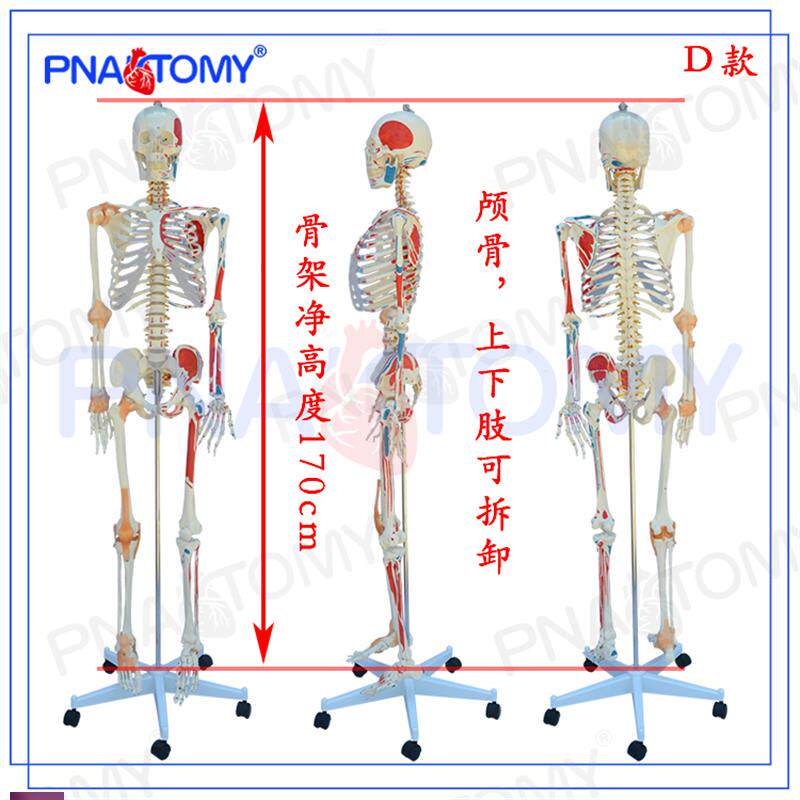 医学1比1人体骨骼肌肉模型可拆卸骷髅骨架M标本骨科疼痛科瑜伽健