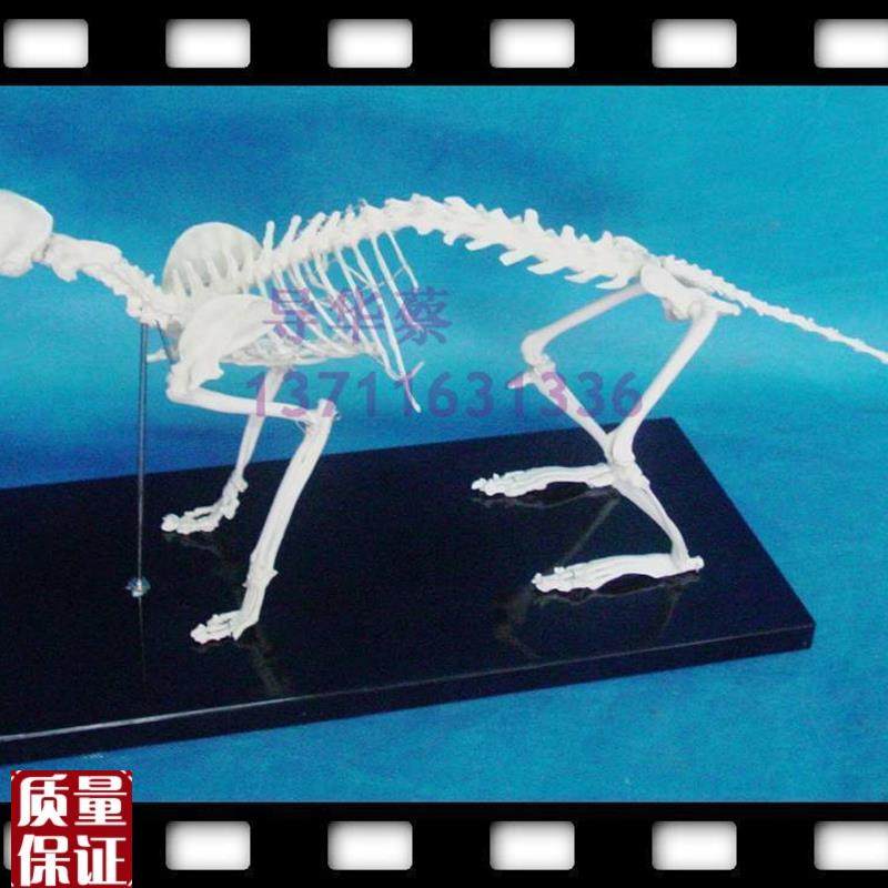 猫猫骨模型猫科动物q动物模型动物标本动物猫骨骼骨科器