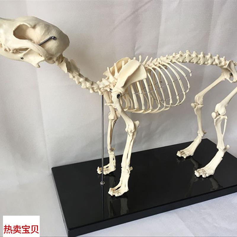 狗骨架模型动物犬骨骼兽医教学教具犬骨架M犬科教学宠物头尾可拆
