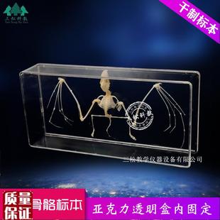 蝙蝠骨骼标本f脊椎动物骨骼标本教学收藏中小学幼教配套生物科