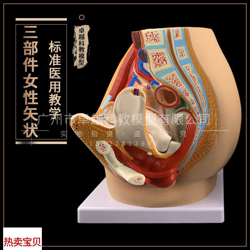 正品女性盆腔解j剖模型生殖泌尿子宫妇科医学模型骨盆模型包邮