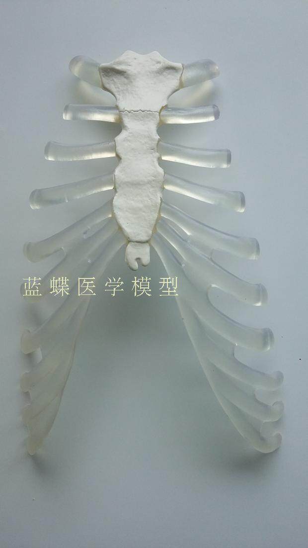 人体骨骼模型 170CM人x体的透明胸骨 仿真人骨架教学模型