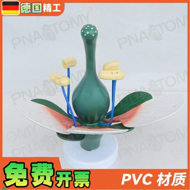 德国】桃花双子叶花绿色花蕊植物构造H放大结构解剖模型生物教学