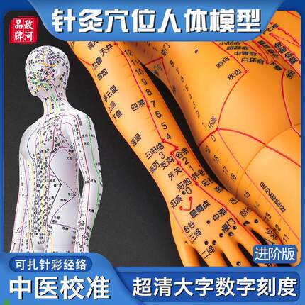 政河针灸穴位人体模型人十二经络图扎针中医小皮人数字.刻度铜全