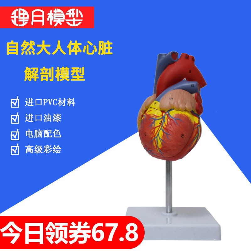 心脏模型教学医学解剖硅胶带血y管支架3d玩具小人体可拆卸循环材