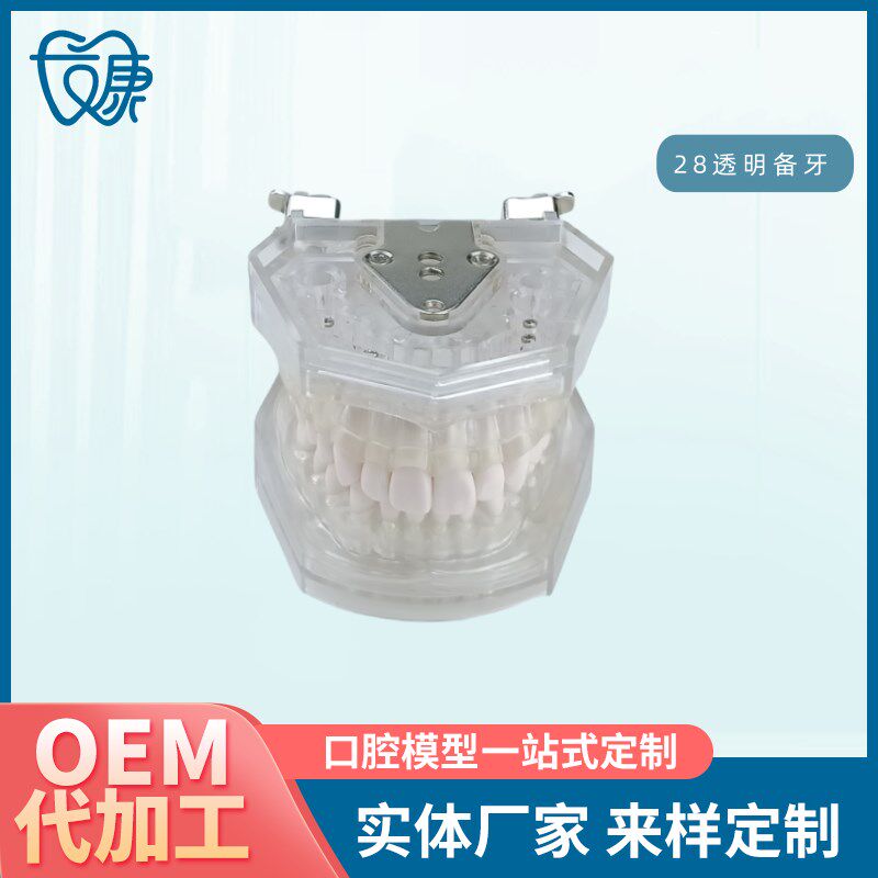 口腔教学牙齿模型 牙科s可拆卸28备牙模型练习软牙龈28颗树脂牙