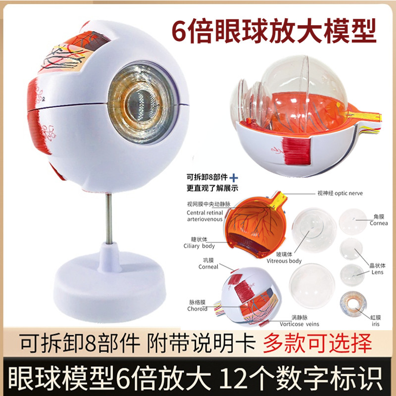 人体眼球仿真模型6倍放大眼睛结C构造解剖眼模型教学仪器教具医学