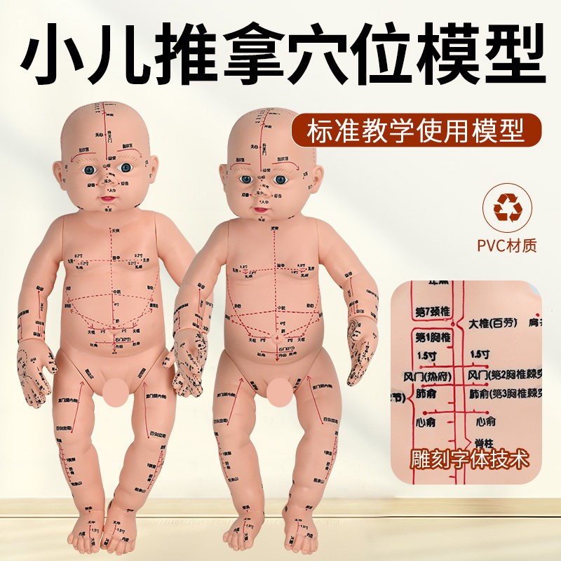 婴儿人体模型儿童娃娃人体模型针灸中医通用穴位小U儿推拿仿真模