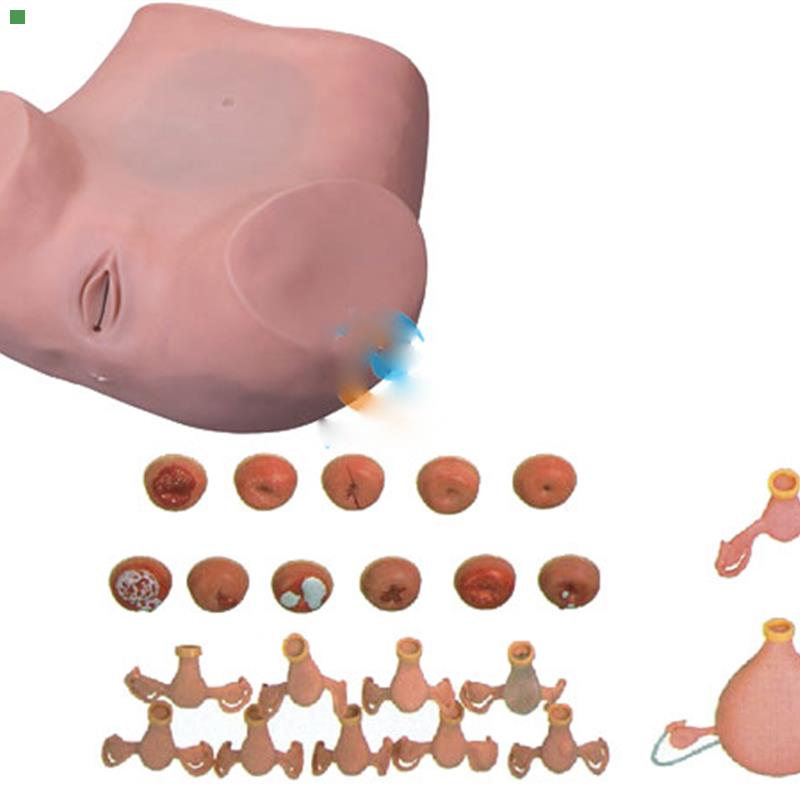 妇科检查训练模型临床计划生育教学训练练习上环模具