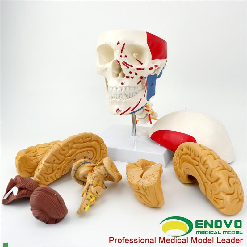 ENOVO颐诺医学人体头颅脑肌肉大脑模F型颅脑神经科解剖头骨模型1: