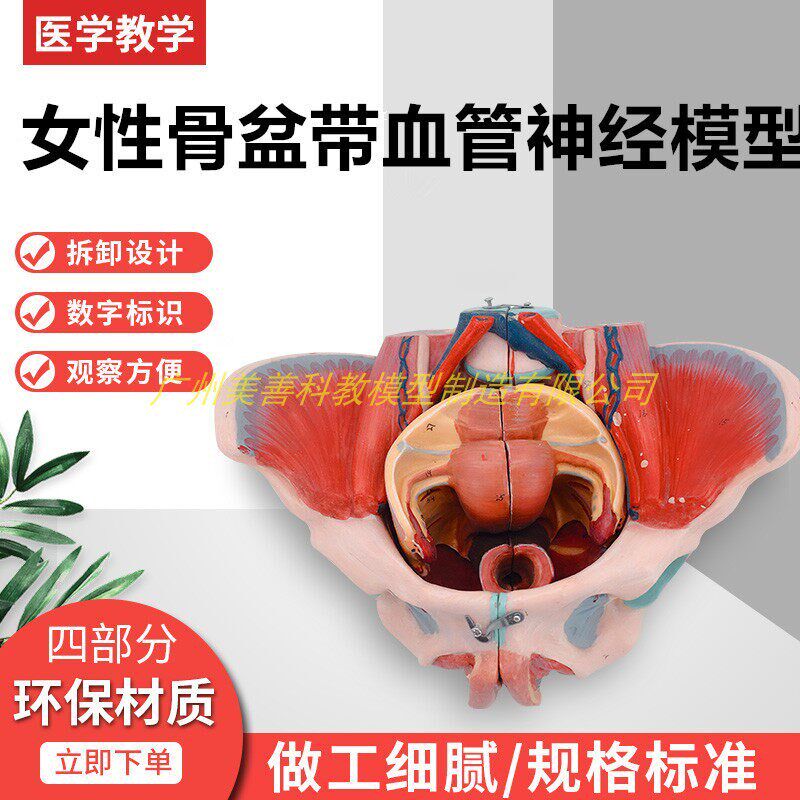 女性人体骨盆附生殖器官血管神经肌肉解剖分O娩演示教学盆底肌模