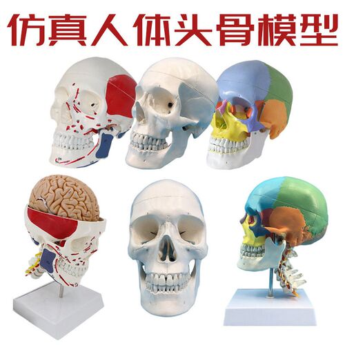 成人1:1头颅骨解剖标本 u医学仿真人体头骨模型 可拆卸彩色骷髅头