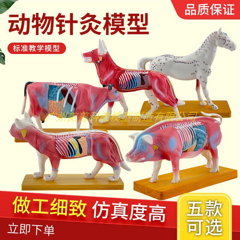 动物针灸模型 狗体解解剖 狗体针C灸模型 猫猪穴位 宠物狗犬模型
