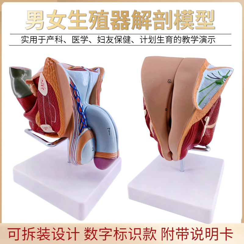 教学女性男性生殖器泌尿系统w标本内外生殖器睾丸解剖模型医疗教